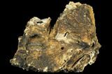 Agatized Fossil Coral Geode - Florida #187981-1